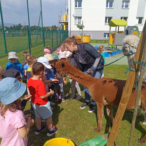 Dzieci karmią alpakę