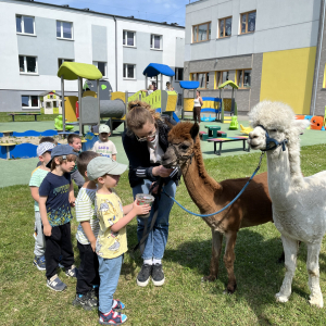 Dzieci karmią alpaki