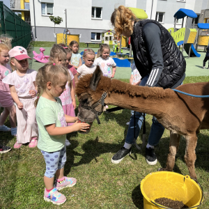 Dzieci karmią alpaki