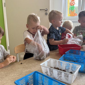 Segregowanie kasztanów,żoledzi