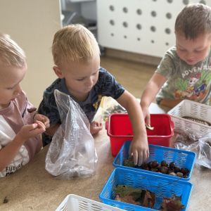 segregowanie kasztanów ,żołędzi 