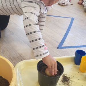 Dziewczynka umieszcza cebulę w doniczce z ziemią.