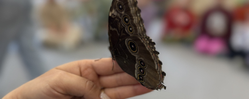 Niezwykłe spotkanie z motylami