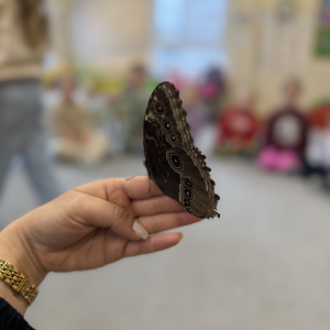 Delikatne skrzydła i wielkie zainteresowanie dzieci